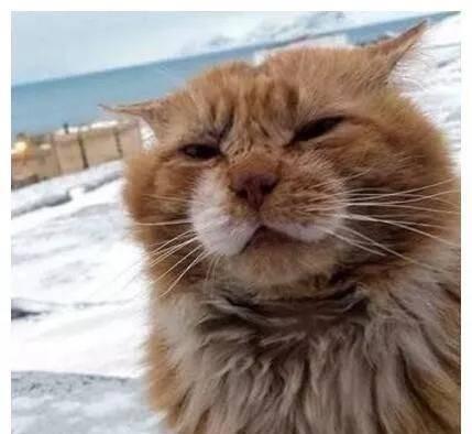 北极一岛内禁止养猫，岛民给“偷渡”的猫改名，以后叫它北极狐了