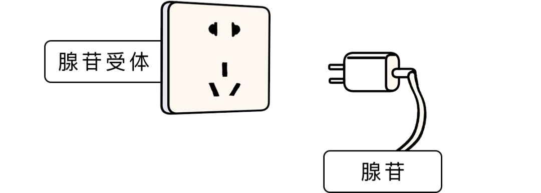 究竟怎样才能早起不困啊,怎么才能早起不困啊