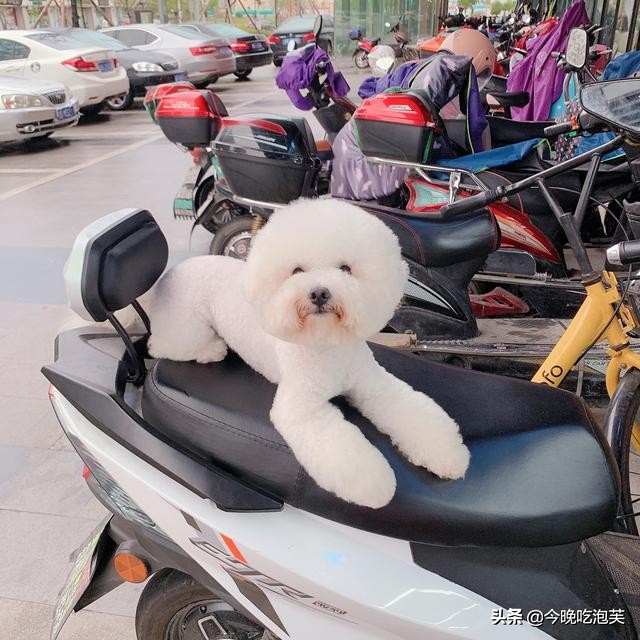 狗狗湿疹怎么预防,狗狗湿疹的最佳治疗方法