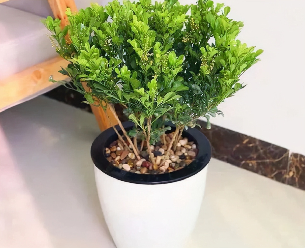 室内最好养的香水花有哪些,四季开适合客厅养的好香水花