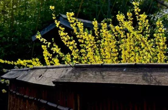 无锡拈花湾住宿禅意村舍,无锡拈花湾禅意植物