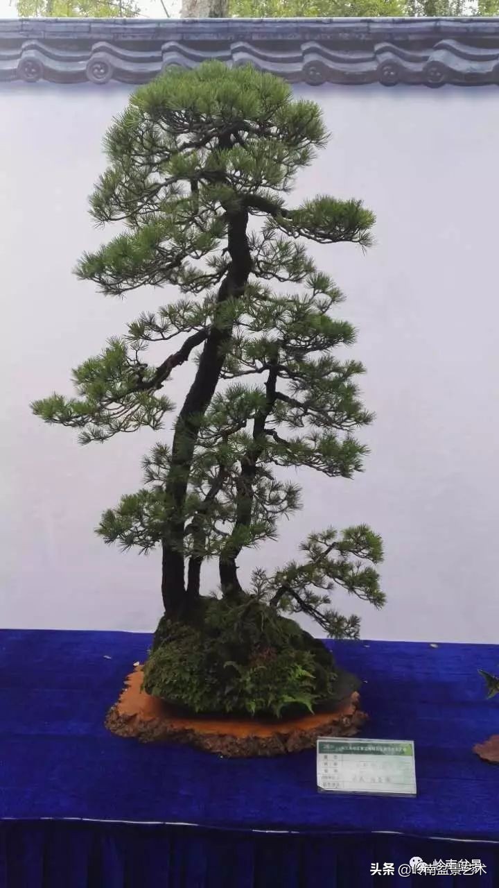 盆景结顶的形式,最好的盆景结顶方法