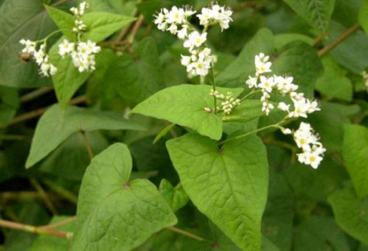 金荞麦是什么东西,金荞麦也叫野荞麦