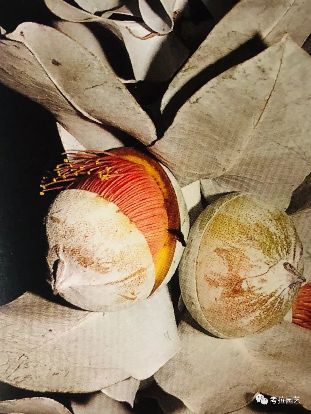 大地的恩赐图片,大地的馈赠是大天域吗