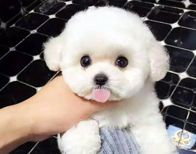 比熊一顿吃多少克狗粮,比熊每次吃多少克狗粮合适