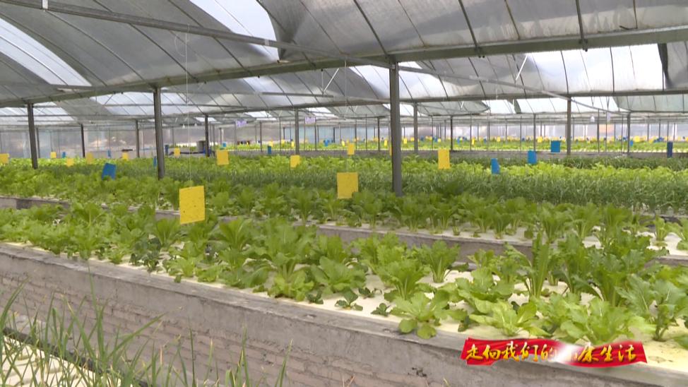 罗仙村最新视频,花都区罗仙村委