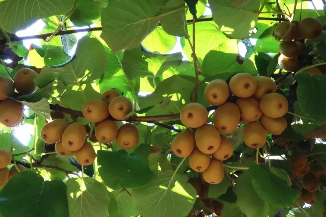 金秋采摘正当时!山东这十种田间美味错过再等一年!