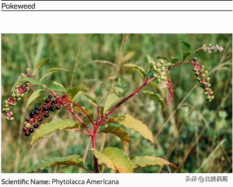 加拿大最危险五大动物,全球十大危险有毒动物