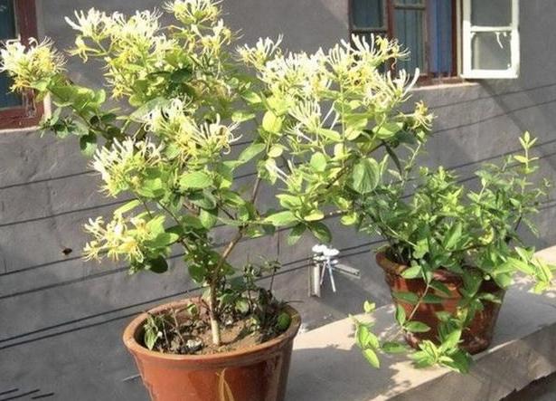 杀虫药配方大全,农用杀虫药最佳配方