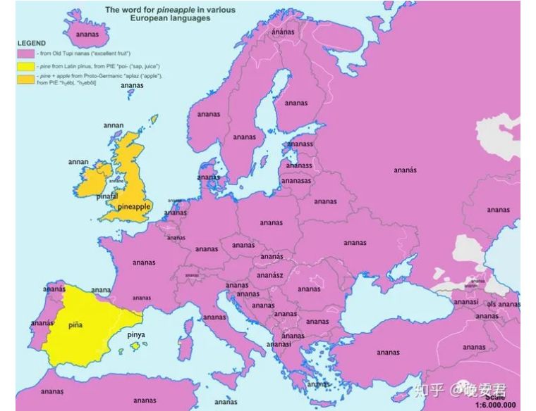 菠萝与凤梨的区别是什么,凤梨和菠萝的区别最简单的方法