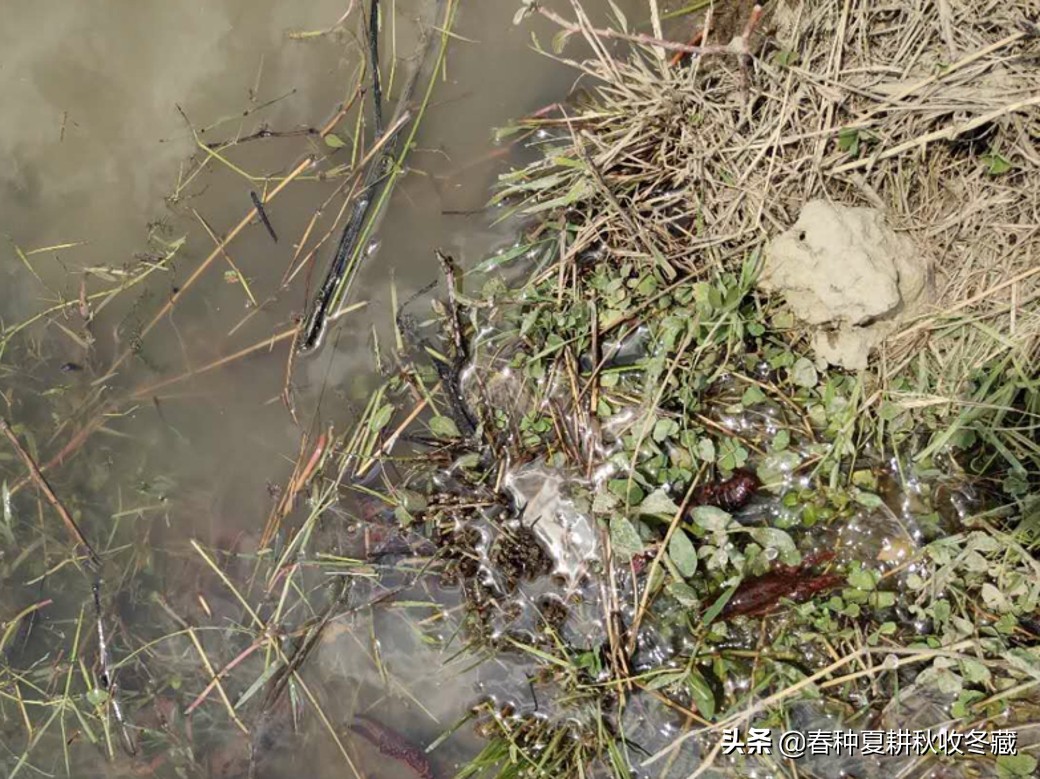 小龙虾养殖可以不打洞吗,抱卵小龙虾出洞后怎样管理