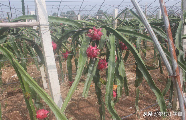 红心火龙果栽培最佳时间,红心火龙果如何种植养护