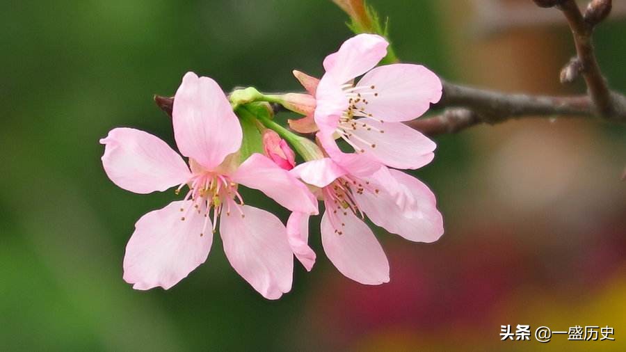 樱花原产于哪个国家,享誉世界的日本樱花竟然来自中国