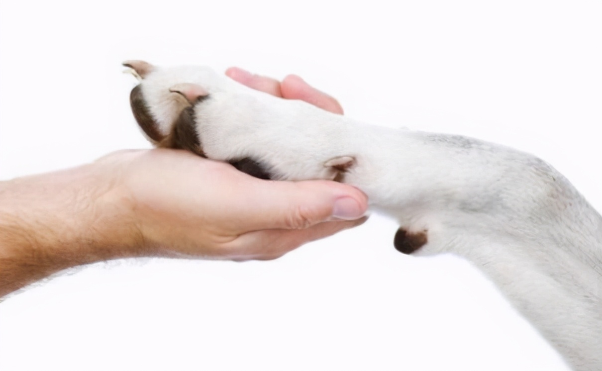 快速让狗狗舒服的按摩技巧|亲测有效