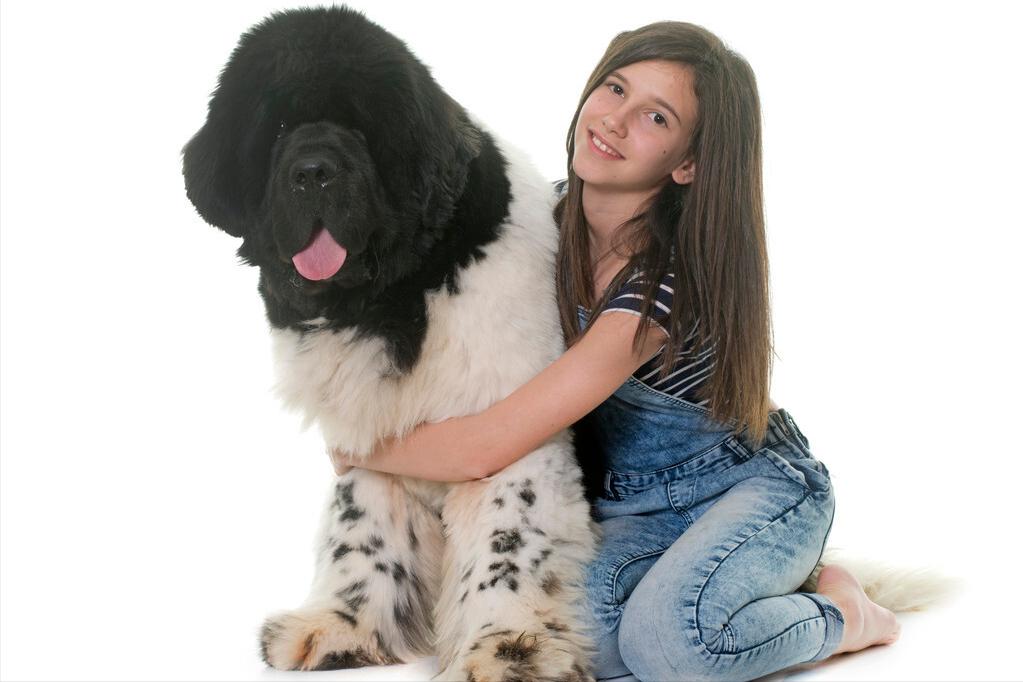 最会撒娇的十种狗,脾气温顺且好养的几种狗