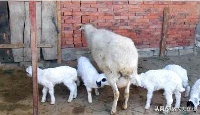 缇婂満姣嶇緤濡備綍鍒嗙兢,灏忔瘝缇婂嚑涓湀鍙互鍏ョ兢