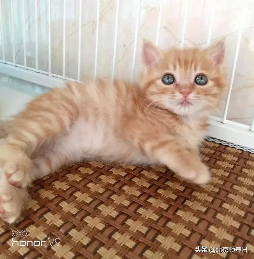 #领养代替购买#给它们一个家|线上宠物领养日,20190608加场