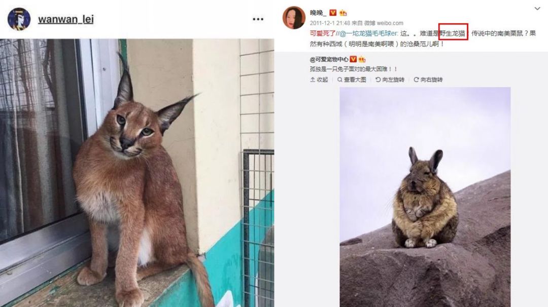 邓文迪晚晚到底是谁,网红界邓文迪