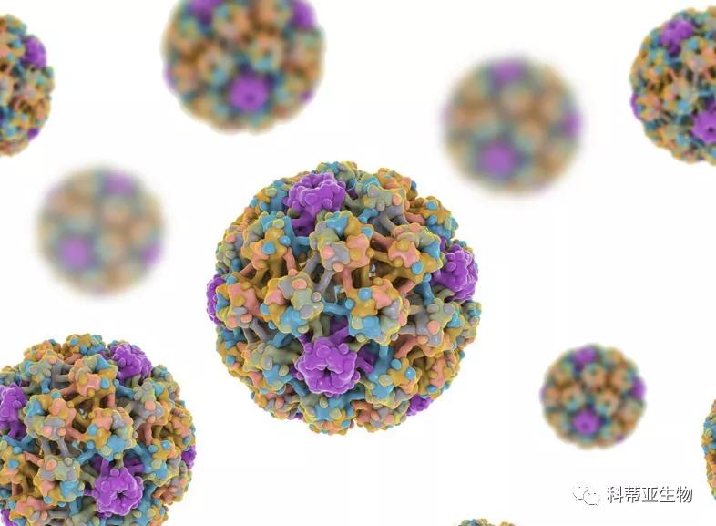 hpv必须知道的几件事,国际hpv知晓日2024年主题