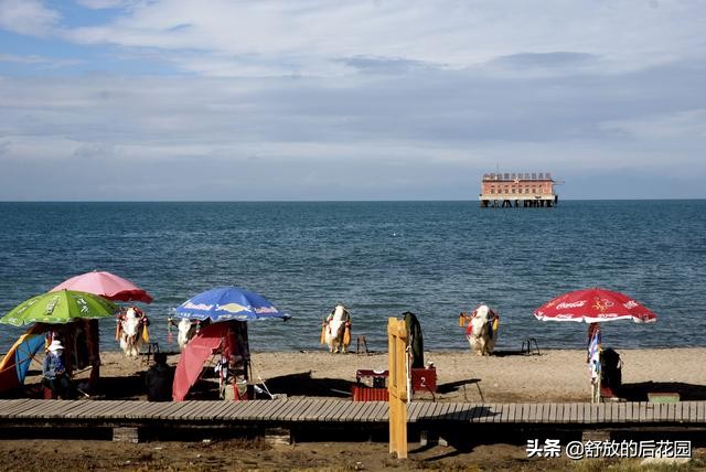 青藏高原野牦牛特点,白牦牛生活在哪里