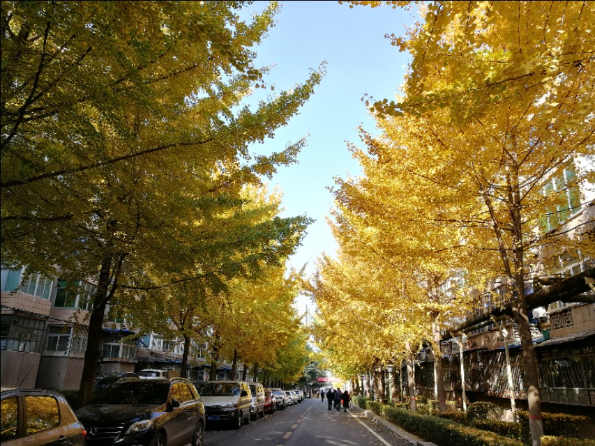 银杏由绿变黄的美文,美文秋天的树叶金波