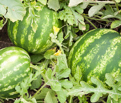 拇指西瓜的种植与管理,西瓜种植后期怎么管理才能高产