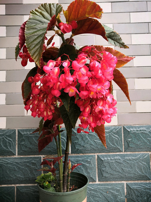 开直立花的秋海棠怎么养,四季秋海棠的光照