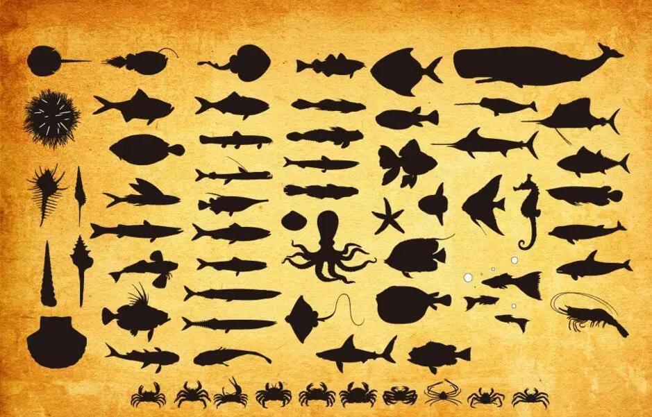 中国本土正宗鱼类品种大全,进口鱼类最新消息