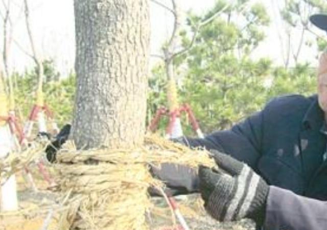 白蜡树怎样种植成活率高,白蜡树的全冠和半冠区别