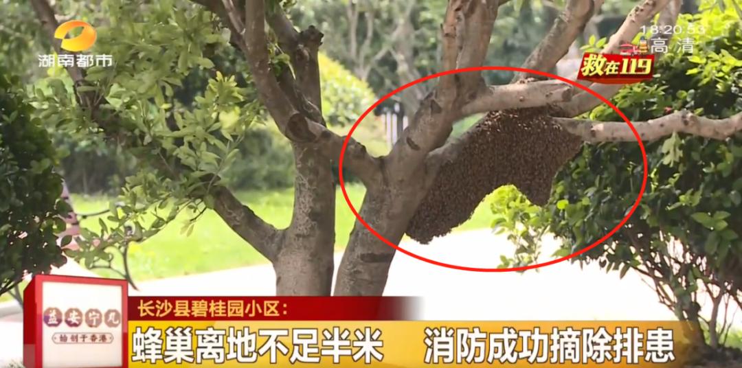 成群蜜蜂飞进屋里死亡,一群蜜蜂飞进家里全死了