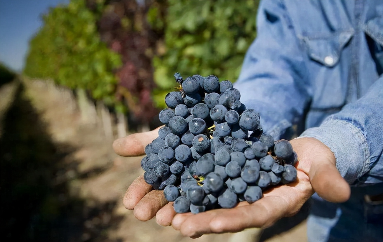 马黛茶阿根廷特产,马黛茶阿根廷华人