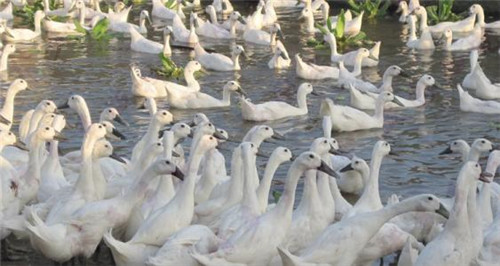 白鹭鸭中国哪里有,我国优秀鸭种
