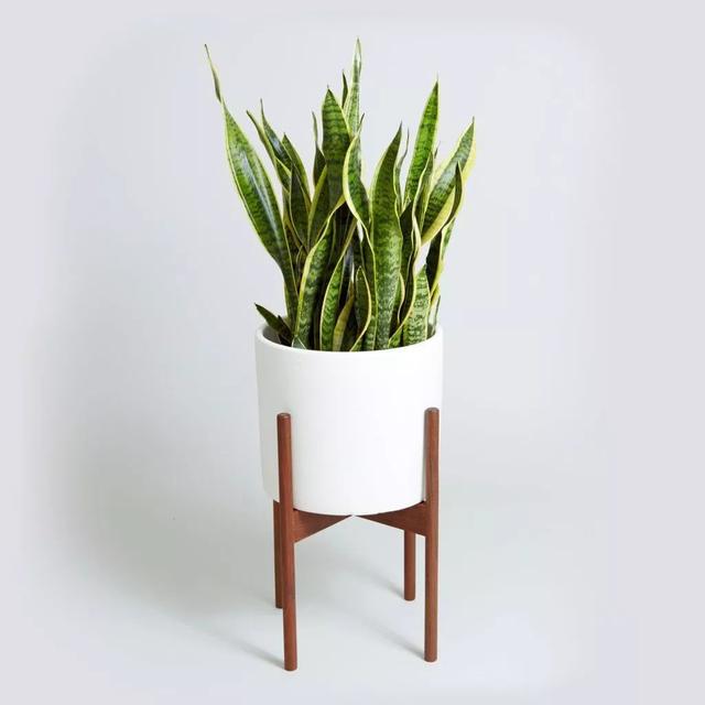 虎皮兰扦插方法及最佳季节,虎皮兰的扦插时间和方法