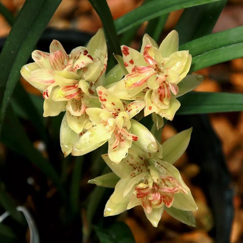 好养的兰花既高贵又漂亮惹人喜欢,哪种兰花最好养四季开花又很香