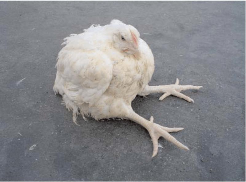 鸡群生病后有什么表现,鸡群出现瘫痪是怎么回事