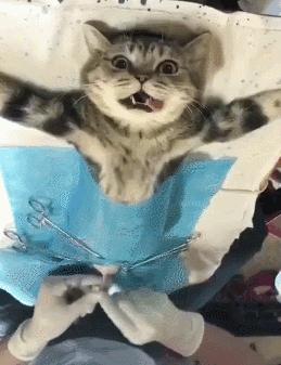 「志怪大百科」——盘点建国之前的猫妖，让画渣喵也想有只猫