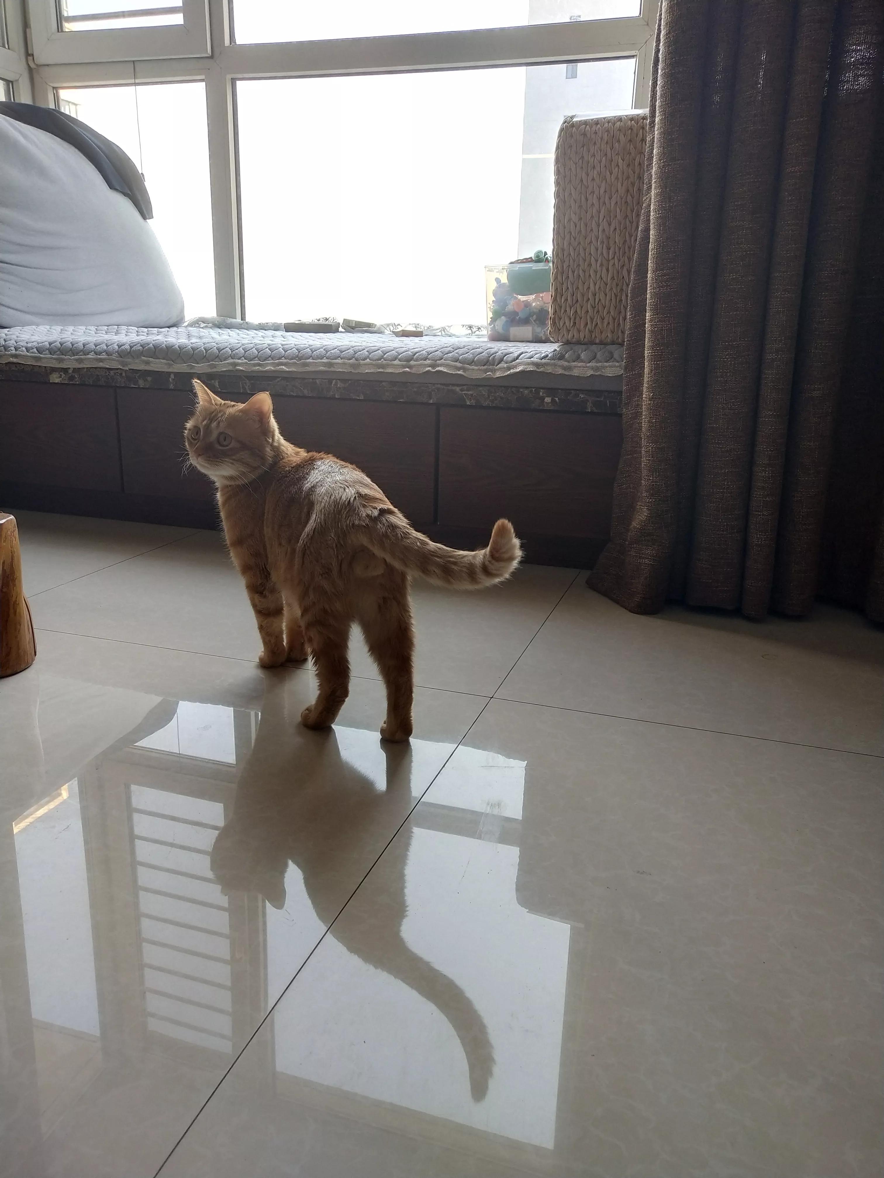 给猫咪治疗猫癣怎么用碘伏,给猫咪治疗猫癣用什么药膏