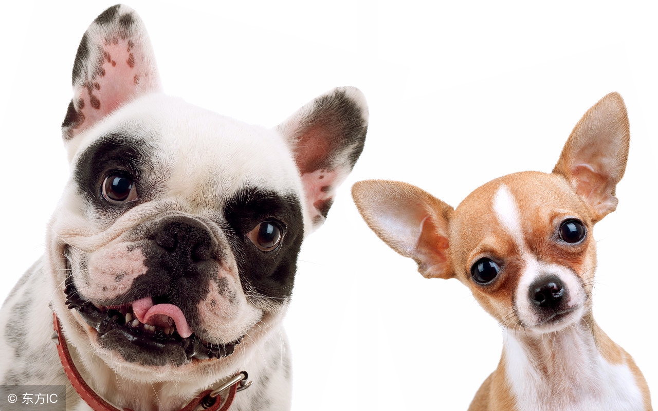 当心宠物传播疾病的风险你了解吗,怎么防止人犬共患病