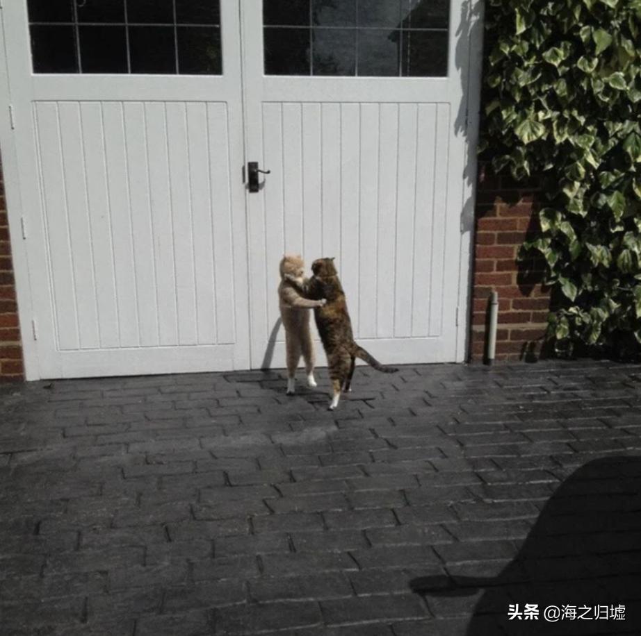 神级抓拍图片,25张令人惊叹的“神”级抓拍