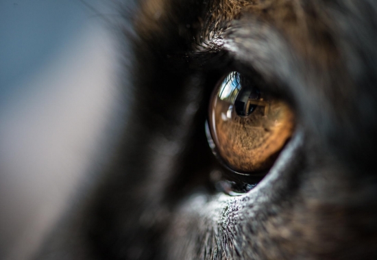 你能读懂狗的肢体语言吗,如何看德牧的性格