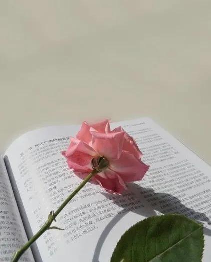 行走在书中的猫,行走在书中作文