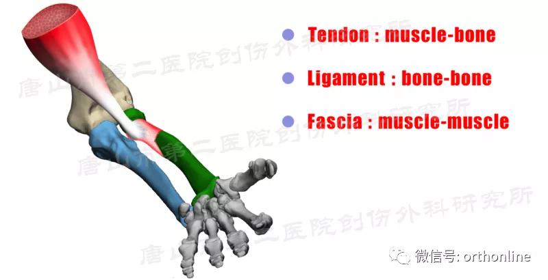 手部肌腱不完全断裂能完全复原吗,手部屈指肌腱损伤最难处理的部位