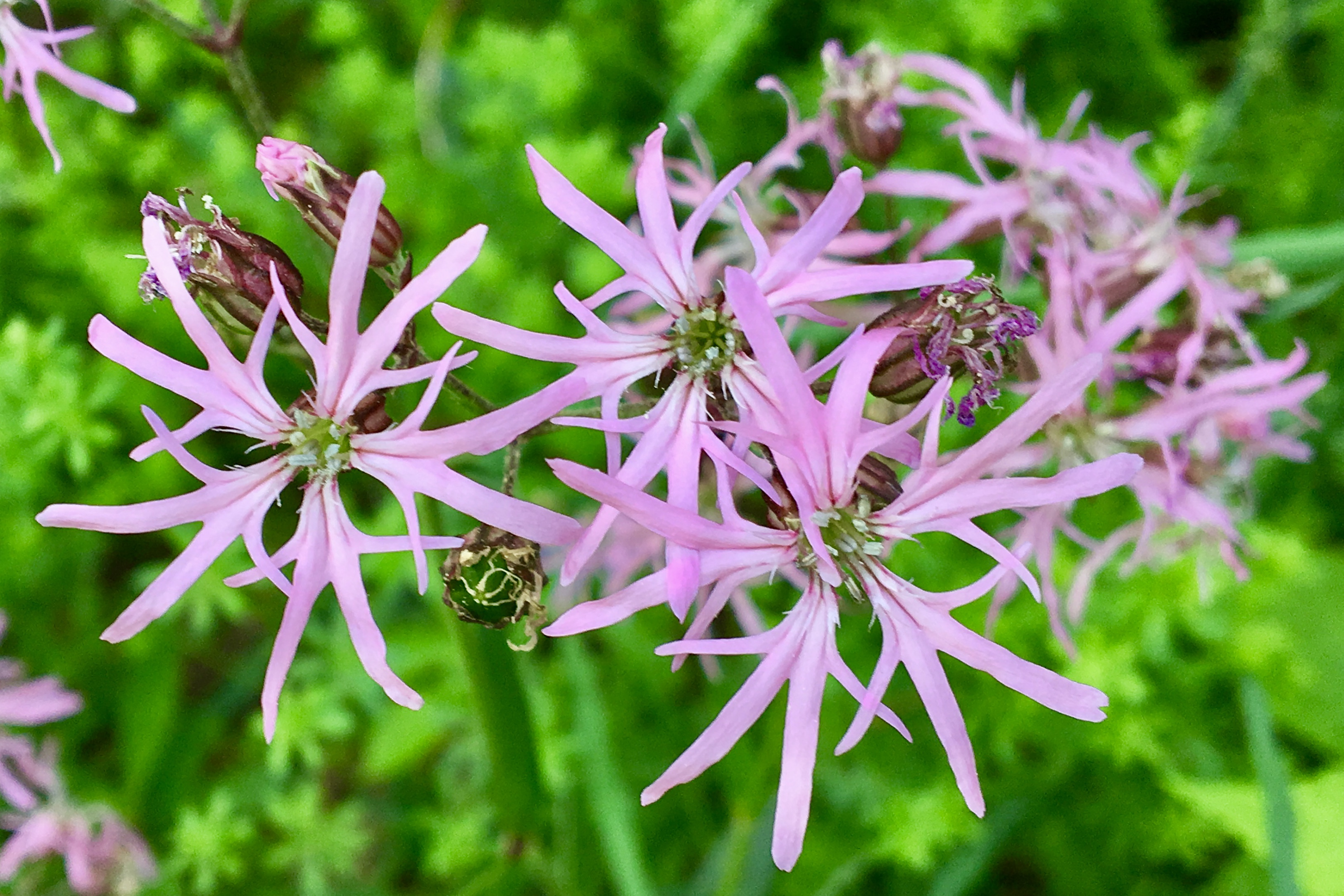 生日鲜花用哪几种花,代表友谊长存和生日快乐花语的花