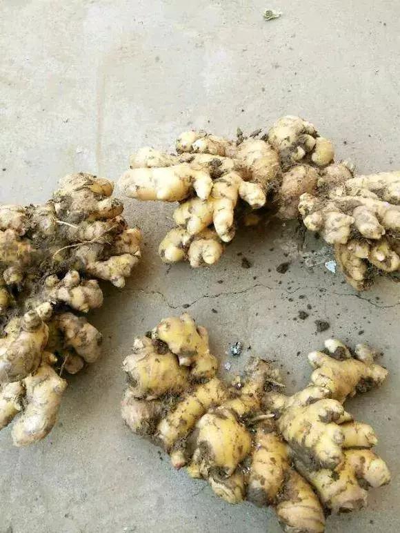 生姜入窖不到一月发芽怎么处理,生姜发芽了放土里面还能结果吗