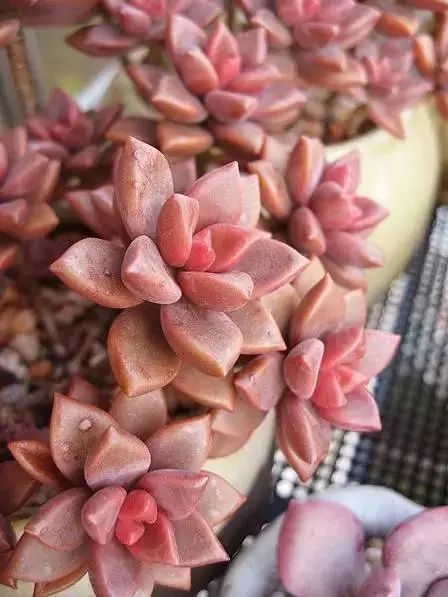 多肉早安图片大全,多肉大全100图