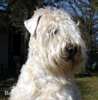 宠物狗小型犬品种排名大全及图片,性格温顺的小型犬有哪些