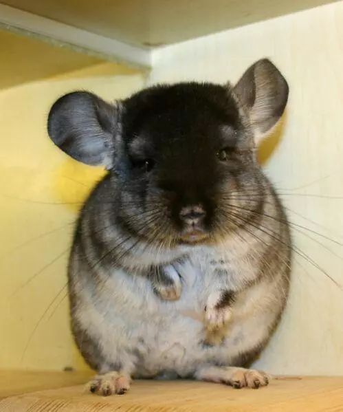 从出生到现在饲养龙猫的所有过程,龙猫的饲养方法及注意事项