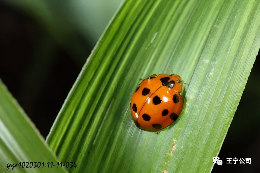 夏播玉米虫害图片大全,玉米虫害图谱高清大图