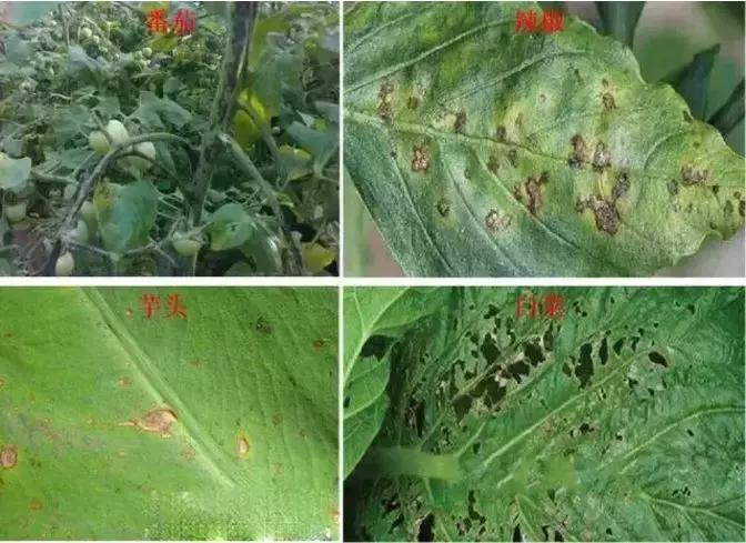 细菌病害最好的药,预防细菌病害用什么药