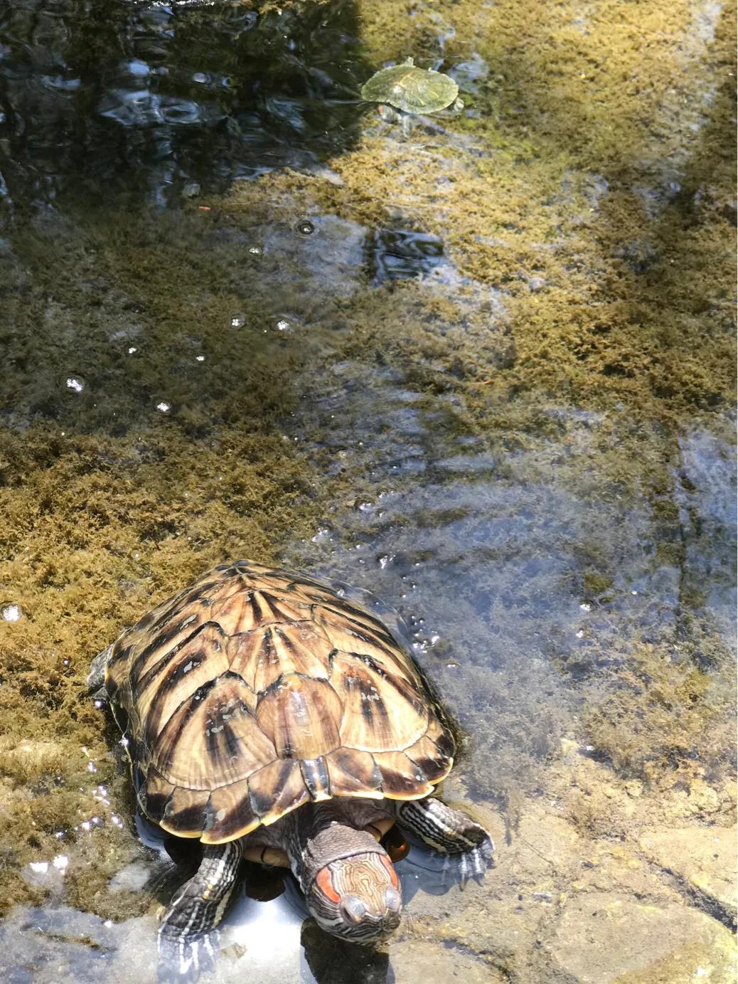 水磨沟公园今天开吗,水磨沟公园别墅
